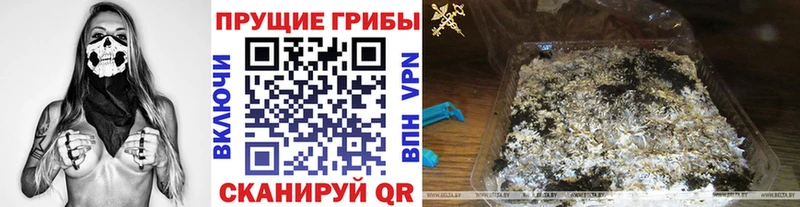 Псилоцибиновые грибы мицелий Пионерский